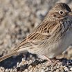 Vesper Sparrow
